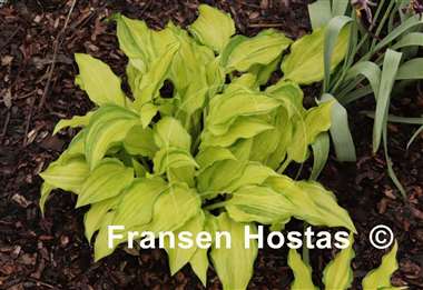 Hosta Kisuji